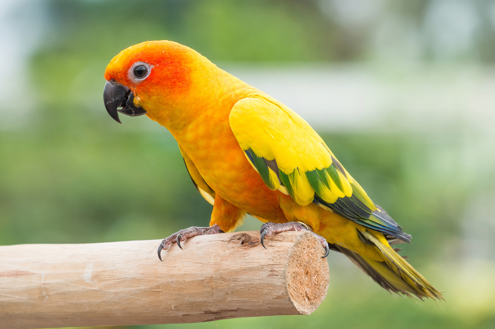 sun conure