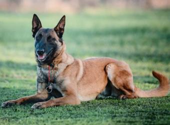 5 Dog Breeds That Can Be Challenging for New Pet Owners