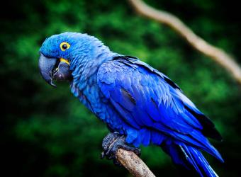 Microchipping birds? You bet!