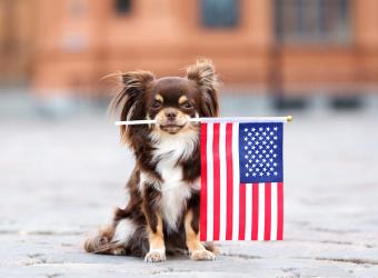 The Secret to Handling Fraidy Cats and Nervous Doggos This July 4th