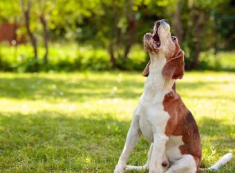 10 Commonly Asked Questions About Dogs and Their Surprising Answers