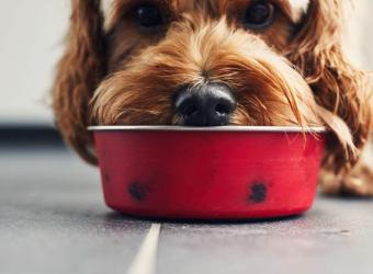 Ensuring Balanced Nutrition: A Professional Approach to Home-Prepared Dog and Cat Diets