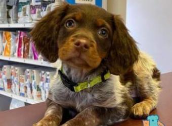 How to Spot an Ear Infection In Your Dog