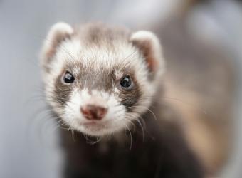 5 Reasons Ferrets Make Fantastic Pets: A Guide