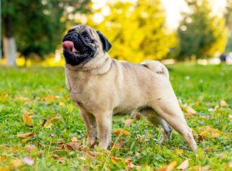 Heat Awareness Day: How to Keep Your Pets Safe This Summer