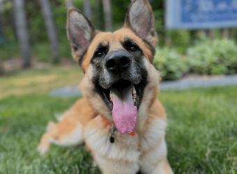 Why Does My Pet Keep Itching?