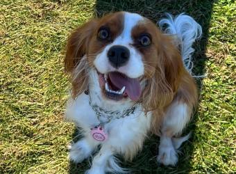 Autumn Alert: The Fall Pet Dangers Green Bay Owners Actually Need to Know About