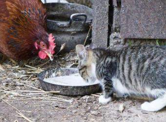 Navigating the Bird Flu Threat