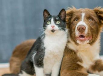 The Annual Checkup Questions Pet Owners Are Afraid to Ask-