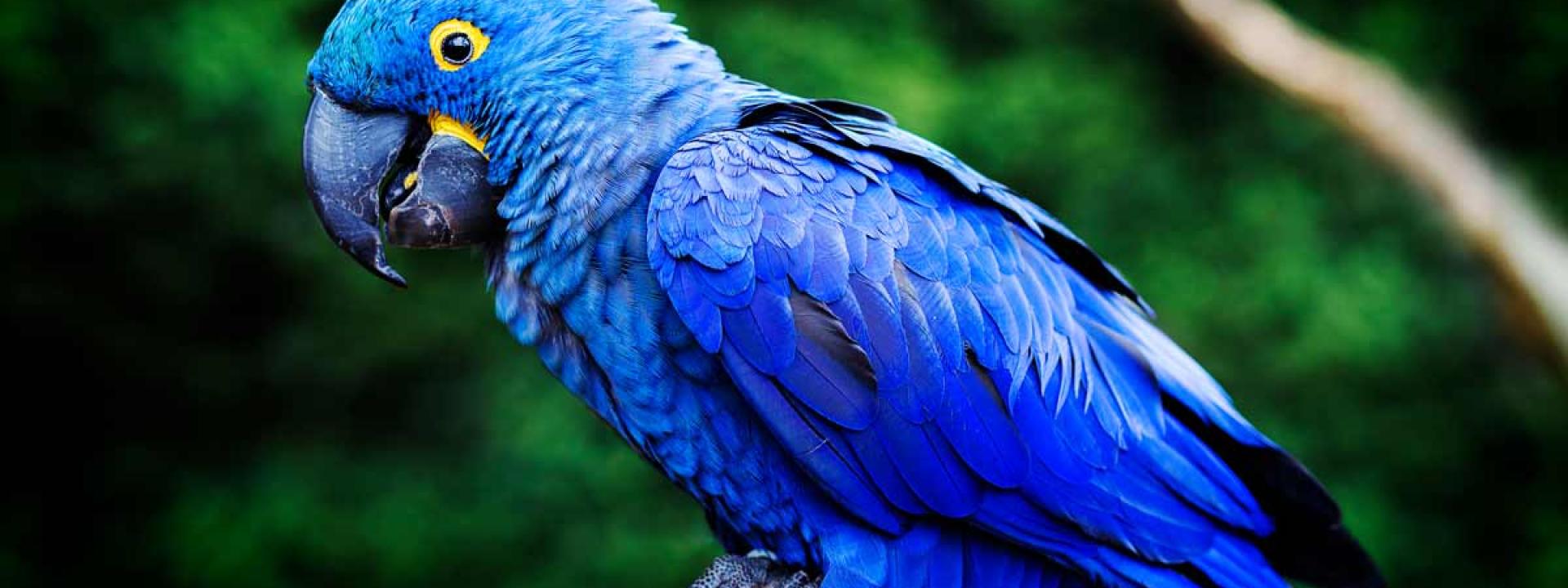 Hyacinth macaw