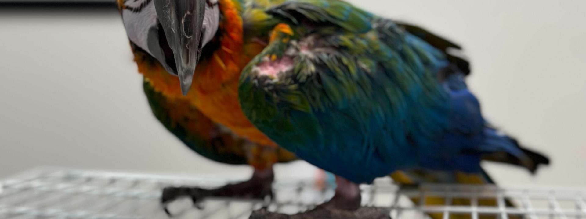 Bird