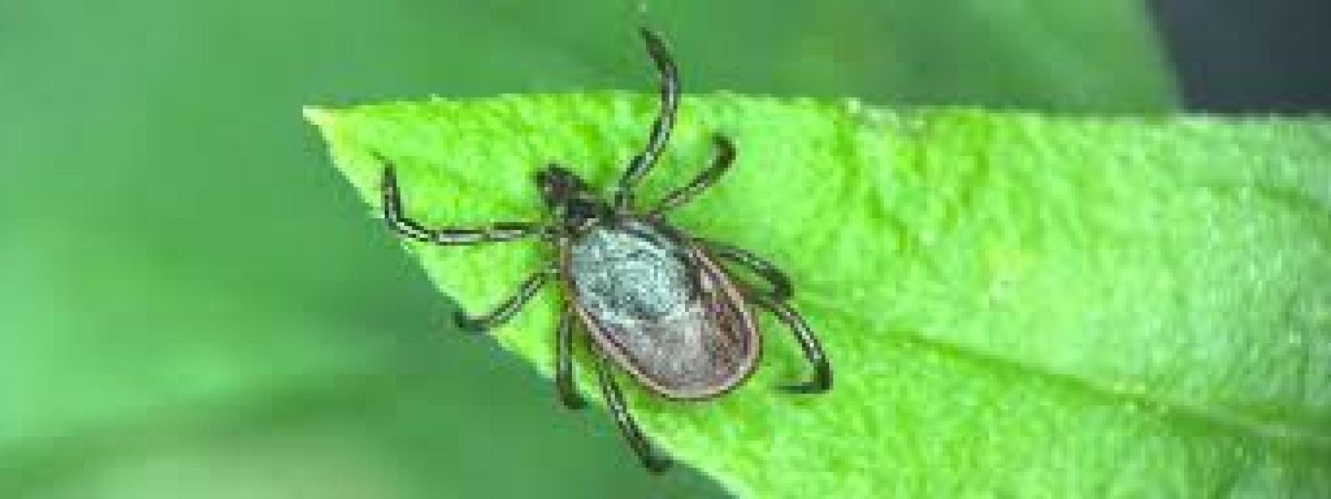 Tick