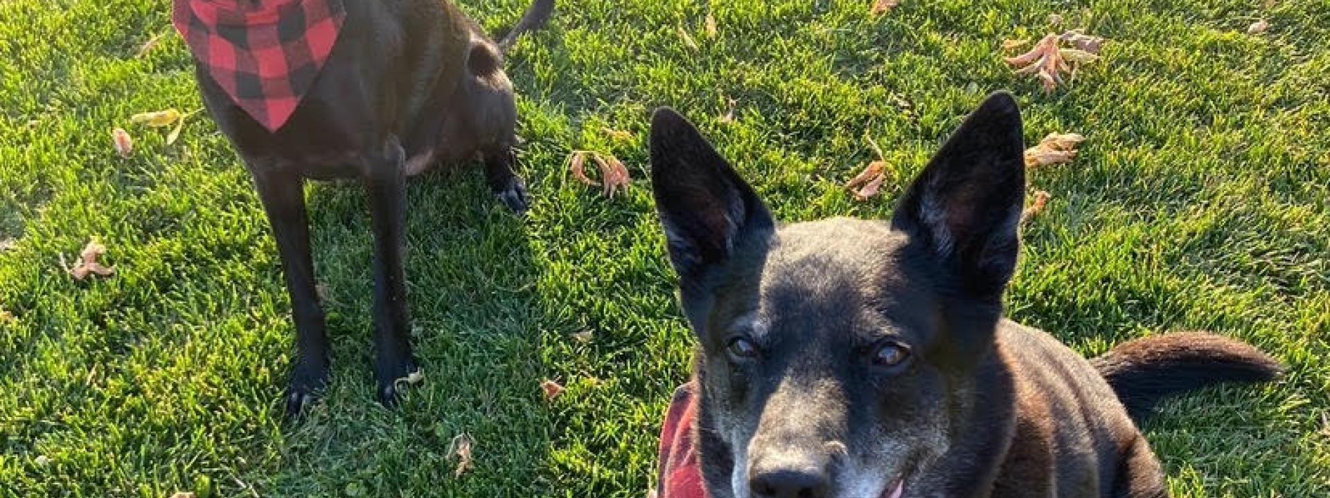 Dogs