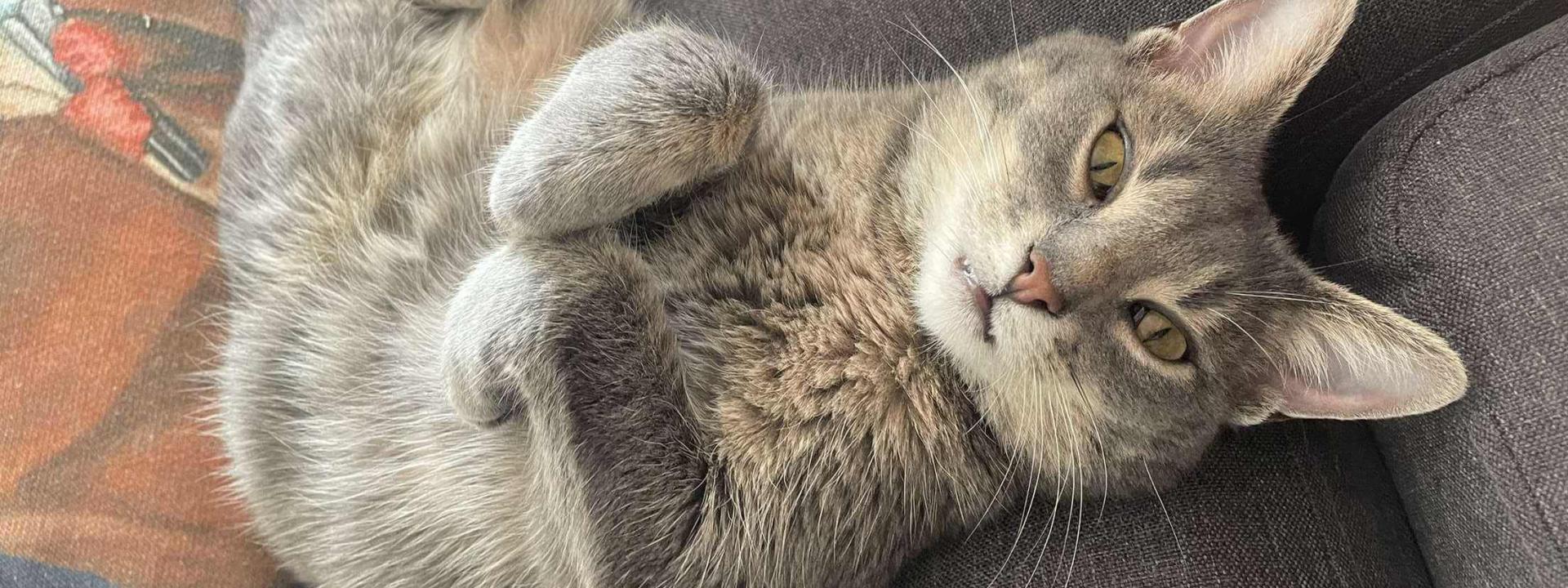 Crystal Cat