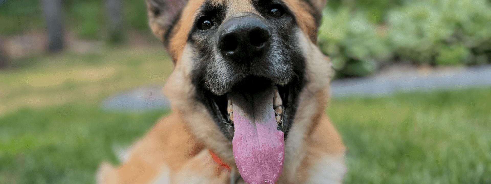 Doggy