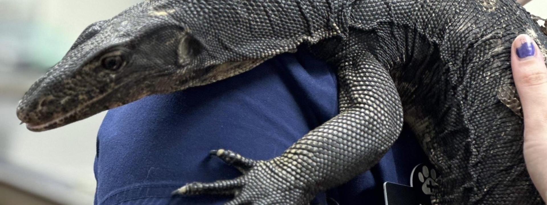 Alyson Reptile