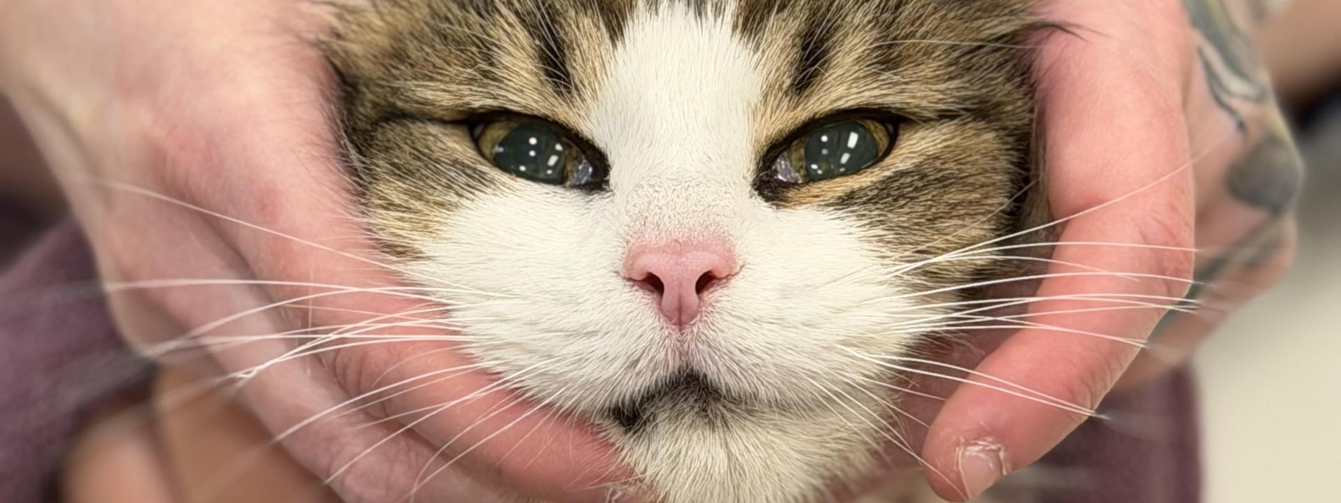 Cat Bloodwork