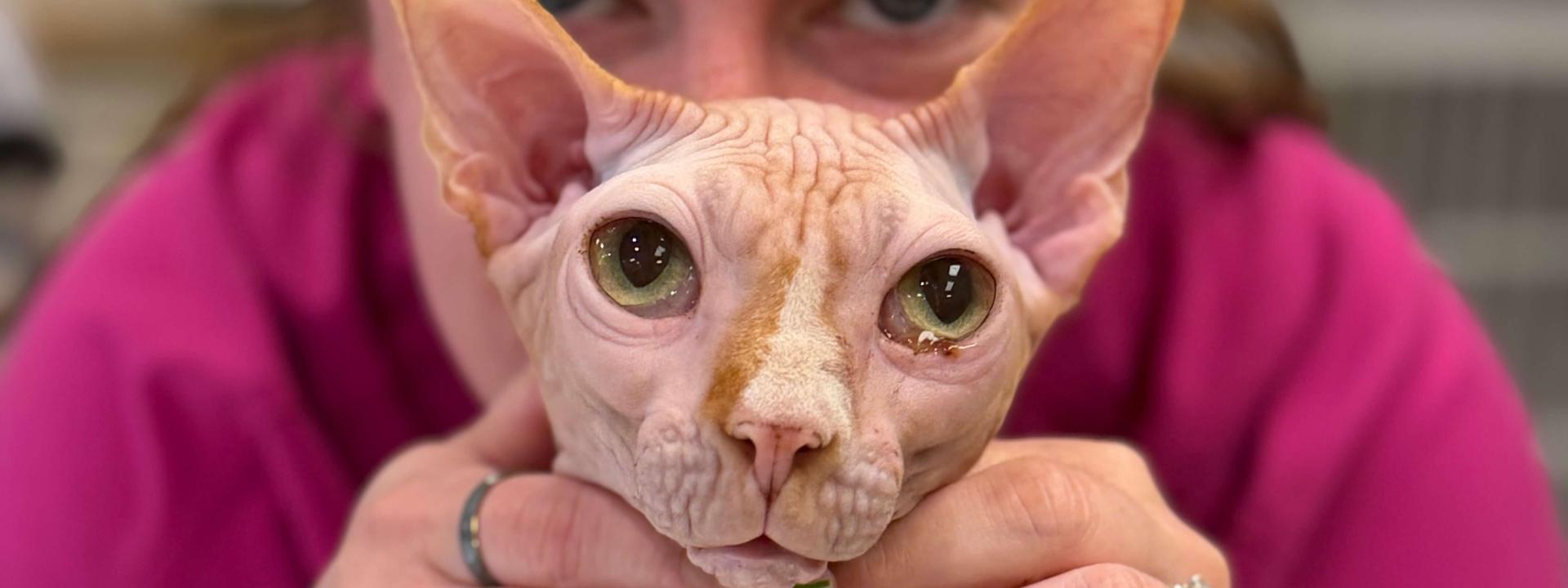 Autumn- Cat