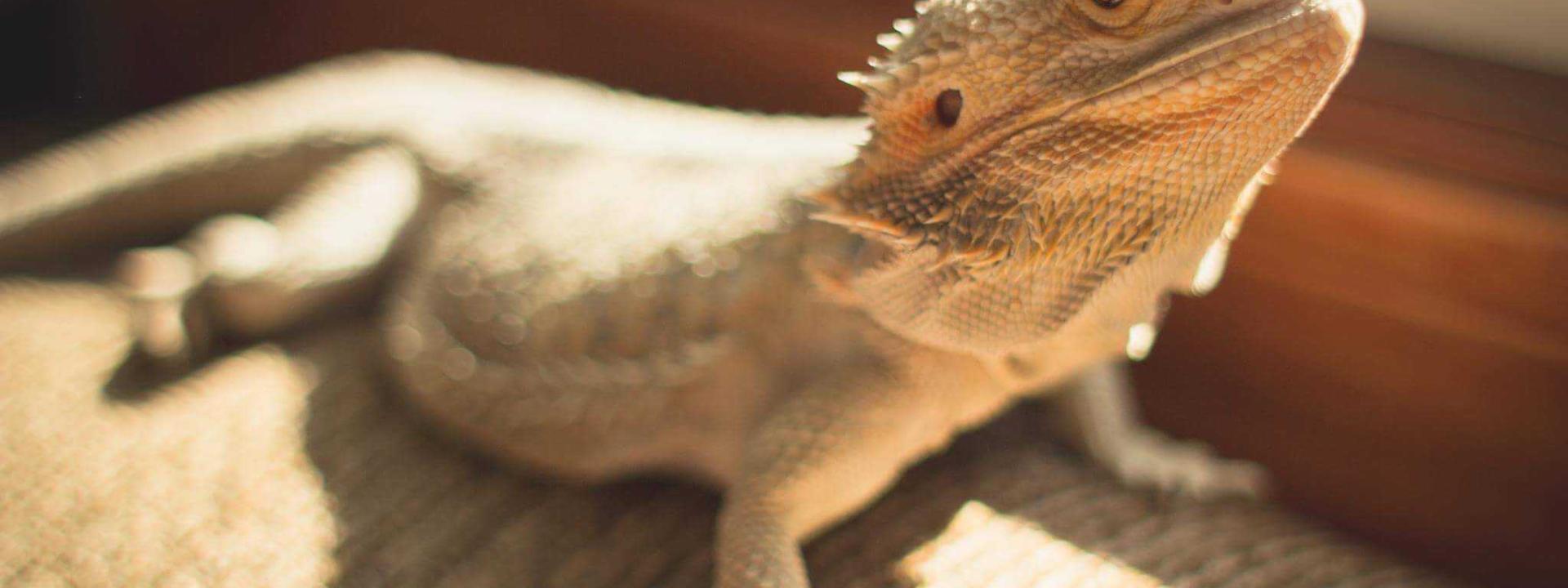 Bearded Dragon