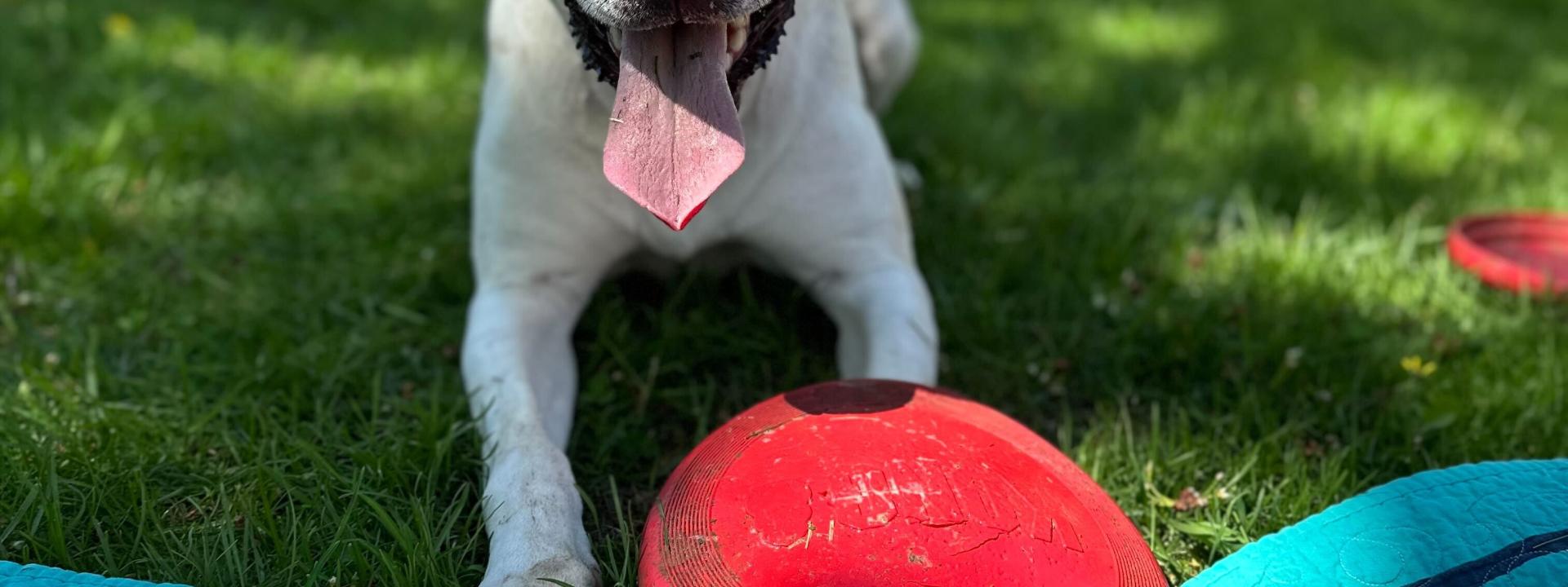 Dog-Osteoarthritis