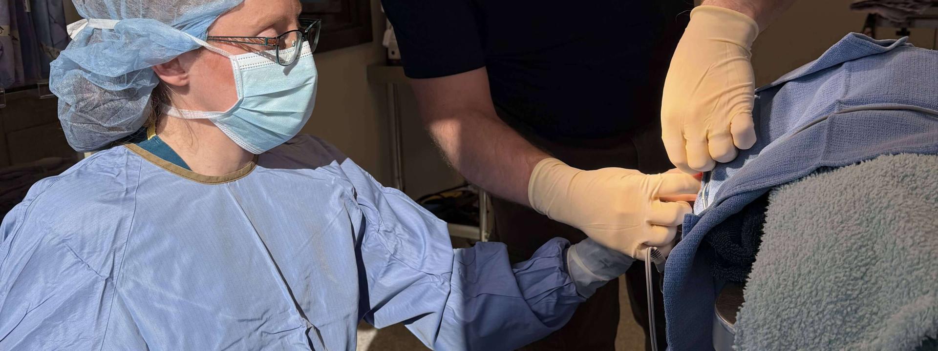 Surgery DVM
