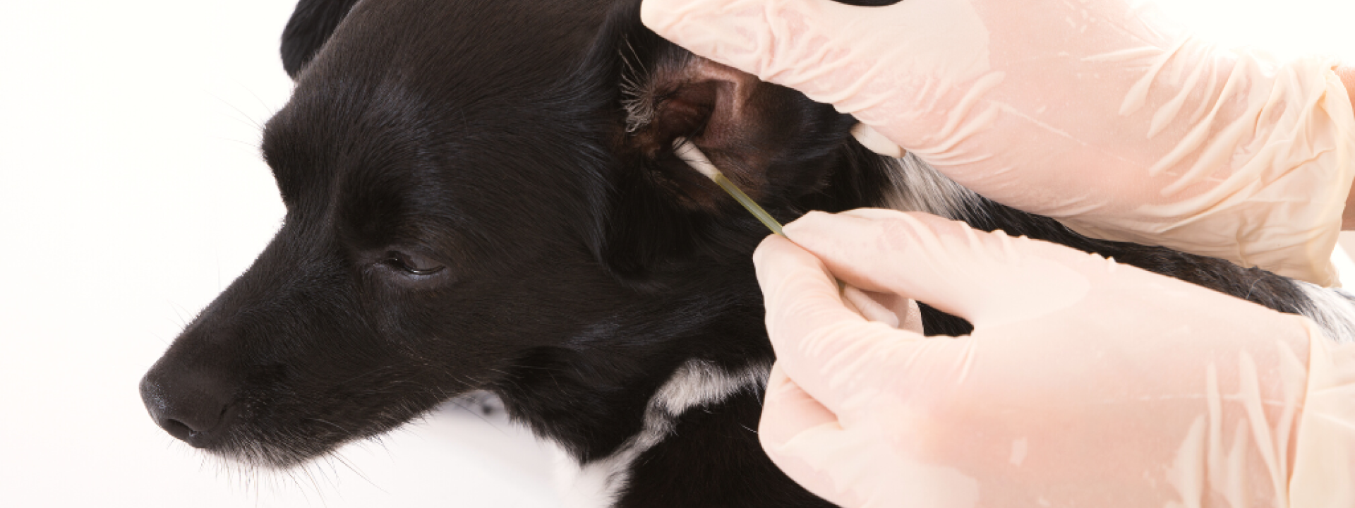 Close-up Of A Vet Cleaning Dog's Ear With Cotton Bud