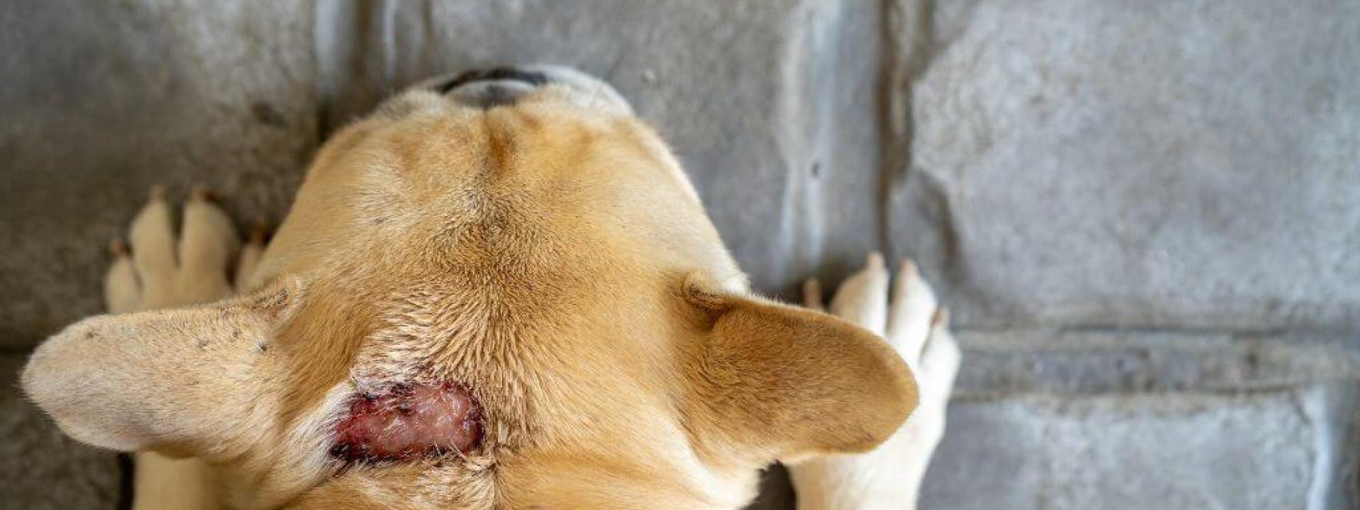 Dog Skin Care Hot Weather and Hot Spots