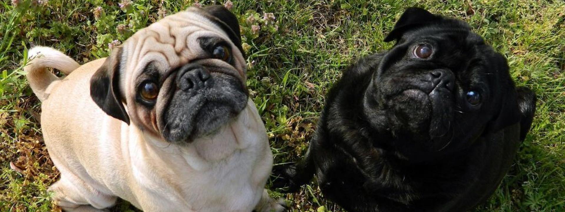 Two Pugs sitting outside, looking up